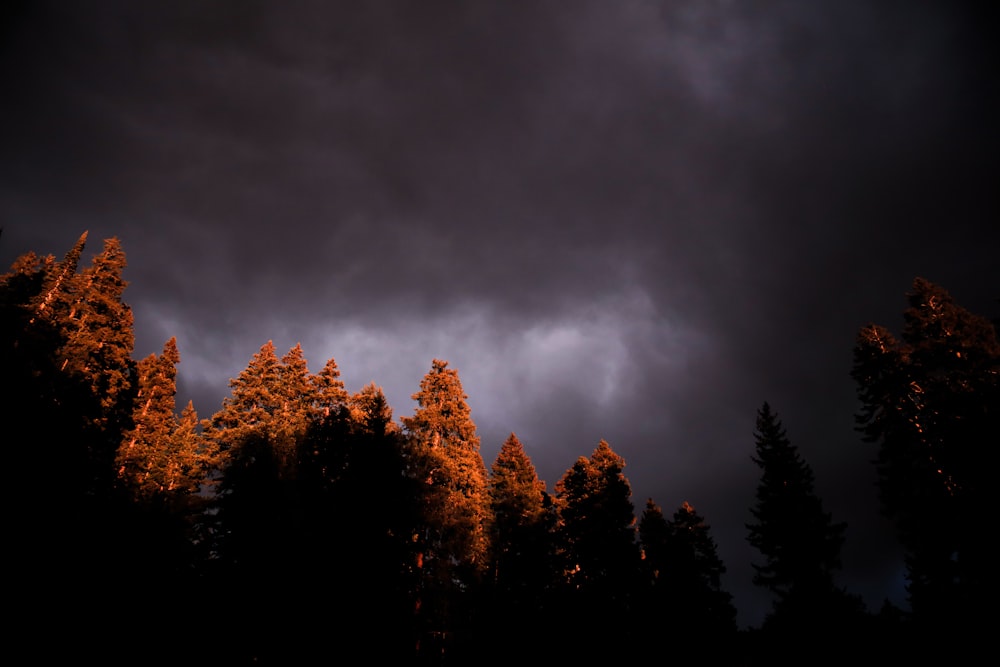 trees under black clouds