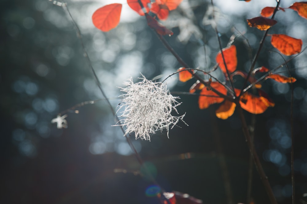 orange and white petaled flowers