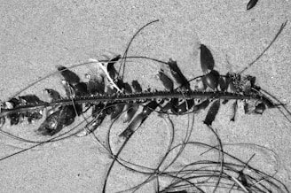 A piece of seaweed lies on the sandy surface, with long stems and several bulbous air sacs attached. The monochrome setting emphasizes the texture of the sand and the intricate details of the seaweed.