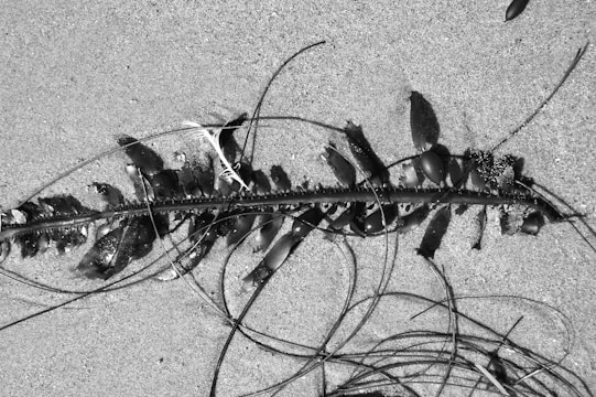 A piece of seaweed lies on the sandy surface, with long stems and several bulbous air sacs attached. The monochrome setting emphasizes the texture of the sand and the intricate details of the seaweed.