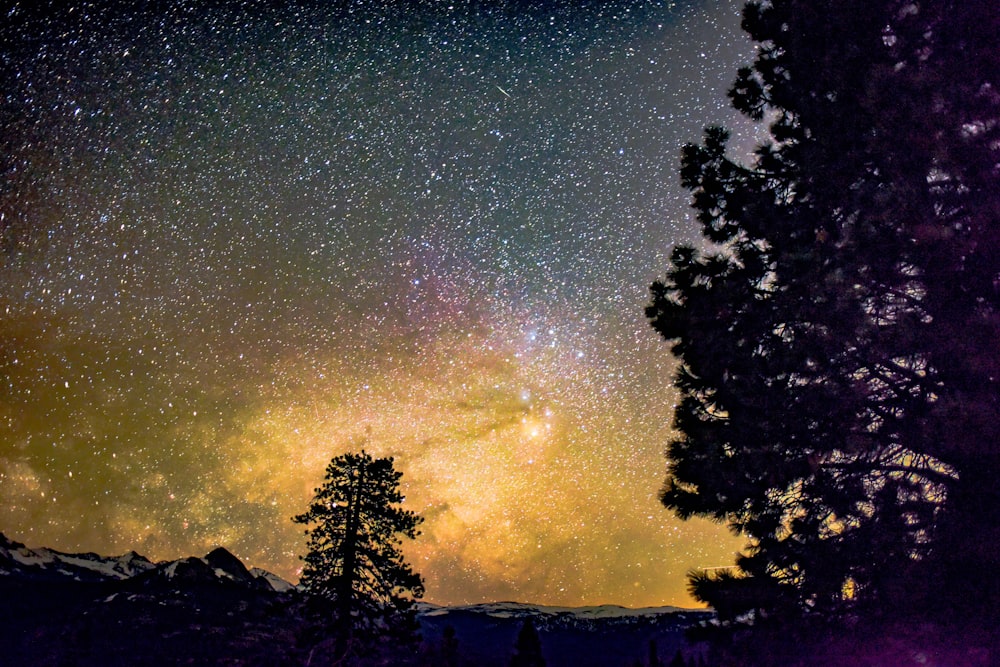 silhouette of tree under starry sky at night