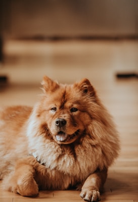 A fluffy, golden-brown dog with a thick mane-like fur coat lies on a wooden floor. The dog appears calm and friendly, with its tongue slightly out and ears perked up. The background is softly blurred, emphasizing the dog as the main focus.