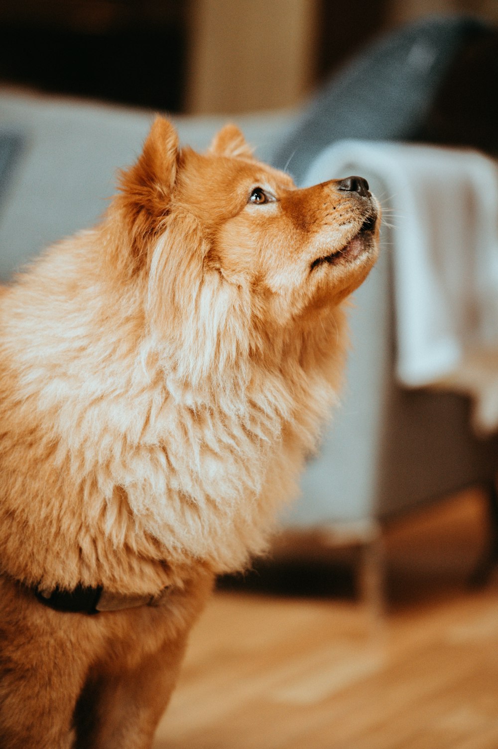 long-coated brown do