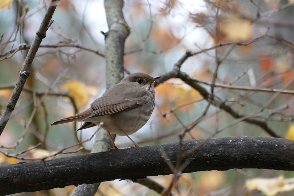 selective focus photo of bird