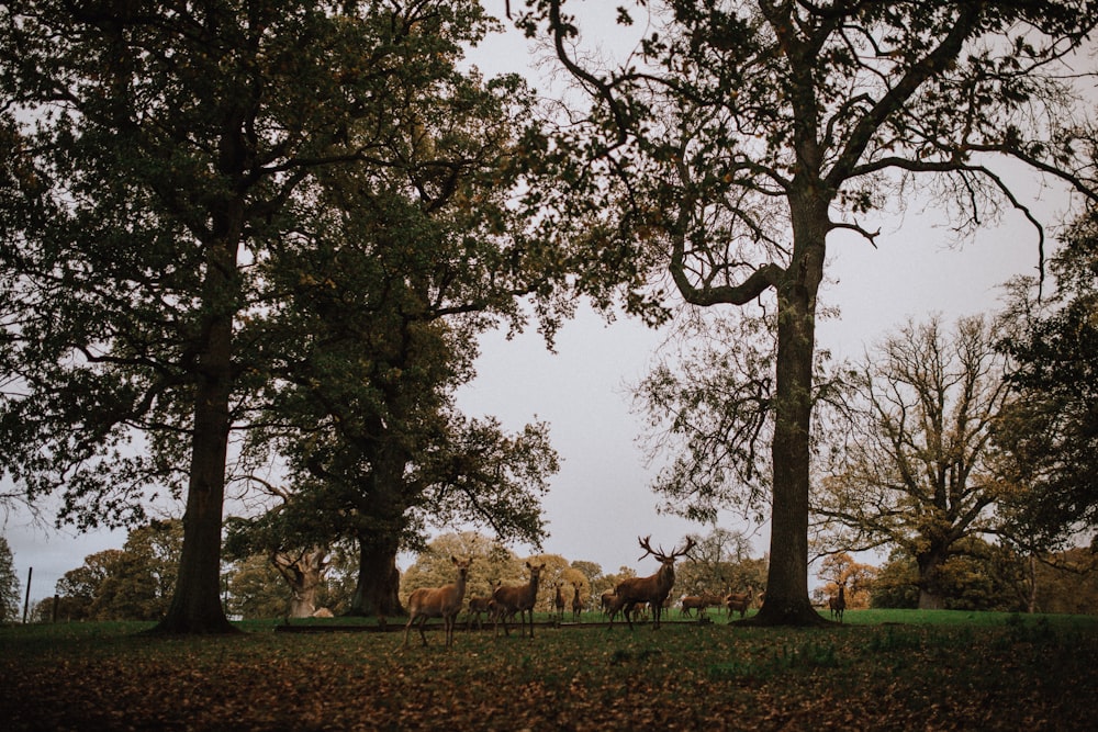 forest at daytime