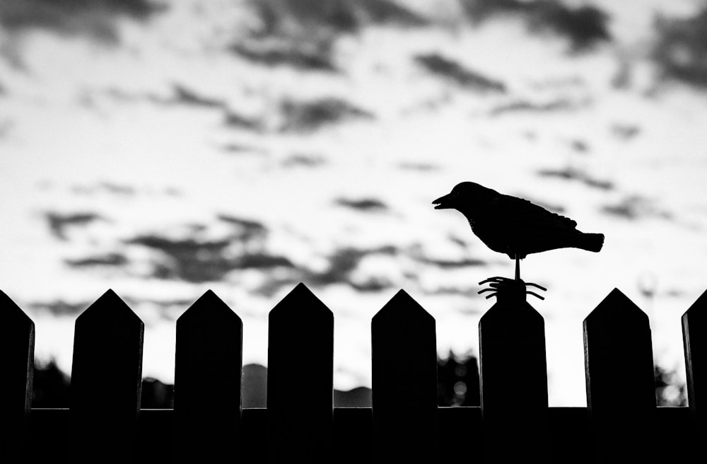 silhouette of bird on fence on focus photo