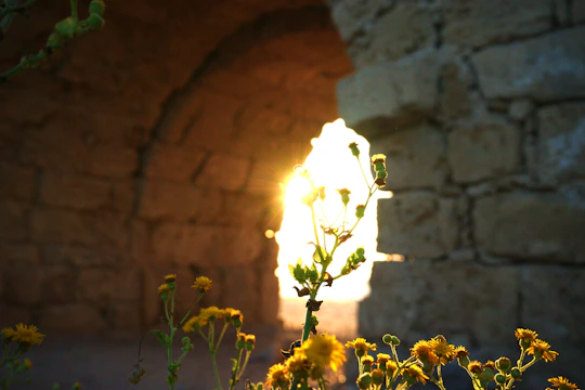 Sunlight streaming through ancient stone arches under construction.
