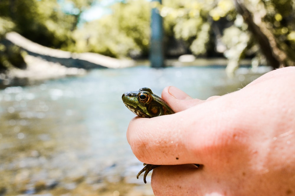 person holding green frog