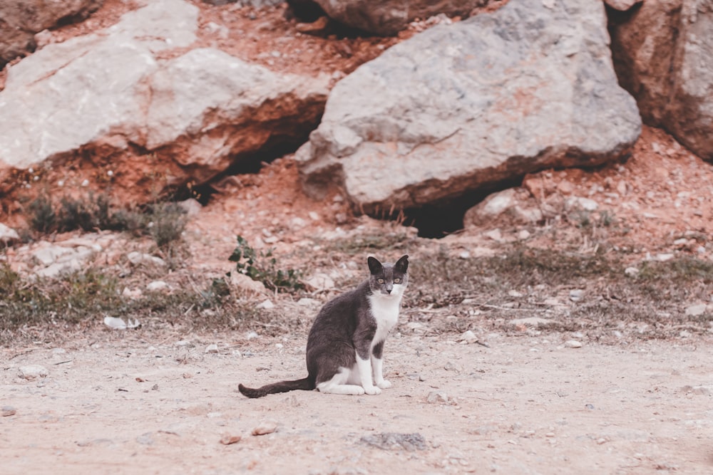 black and white cat sitting in front of grey and brown rock boulders during daytime