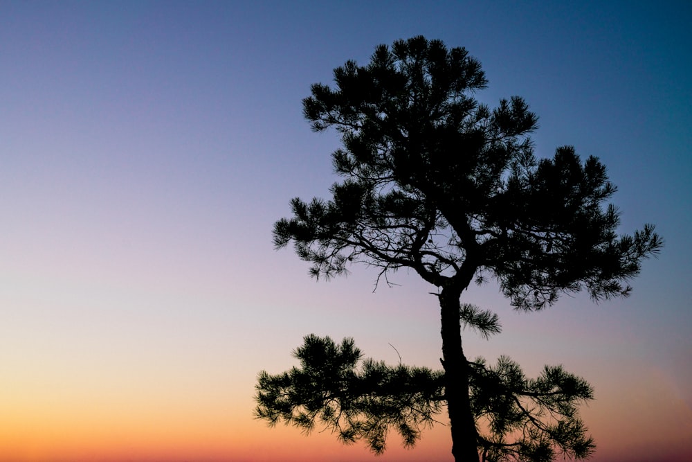 silhouette of forest tree