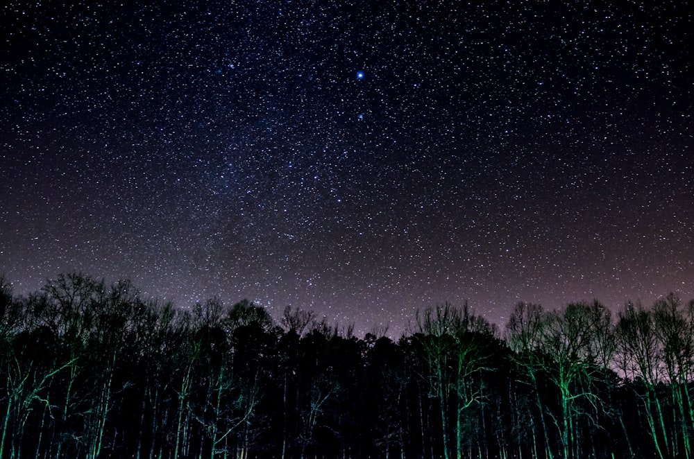 árboles verdes bajo el cielo nocturno estrellado