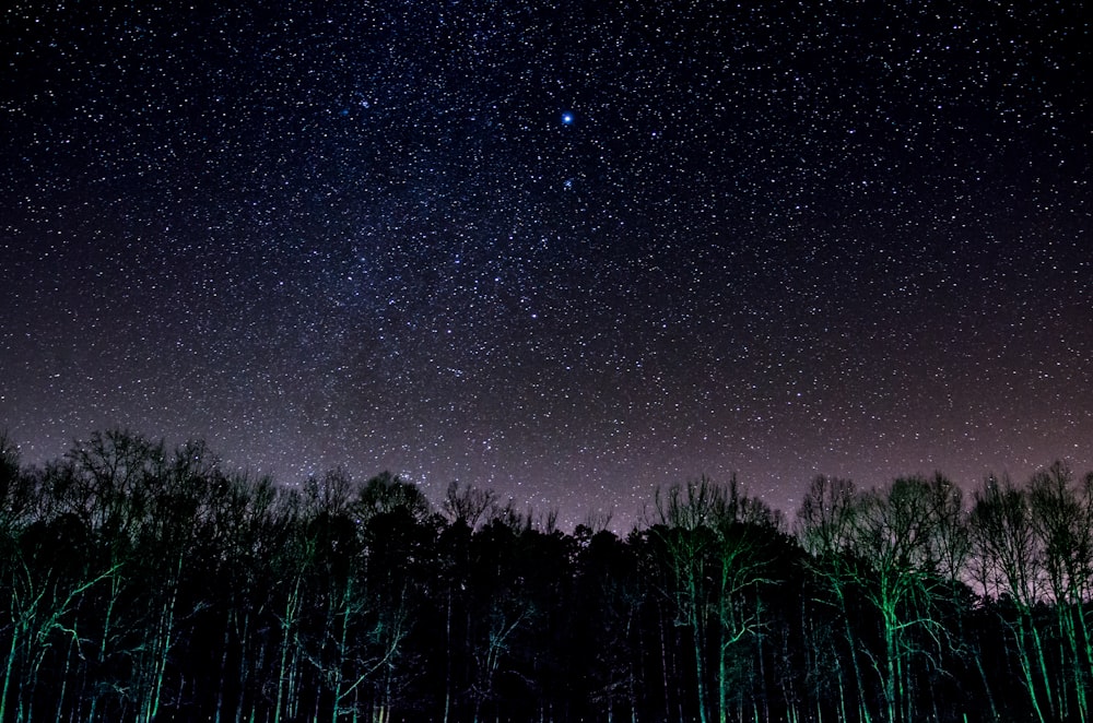 green trees under of starry night sky