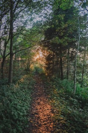 A serene forest path illuminated by soft, glowing light at dusk.