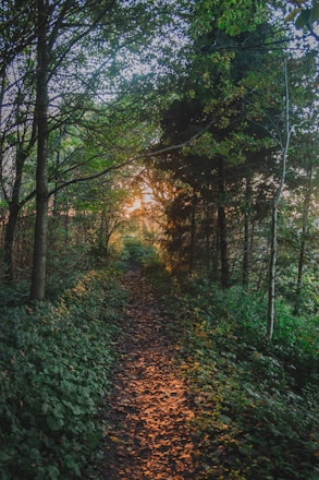 A serene forest path illuminated by soft, glowing light at dusk.