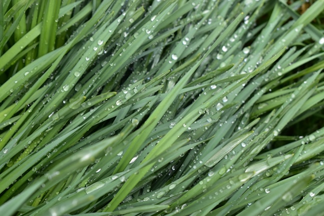 Close-up of water droplets on healthy grass blades.
