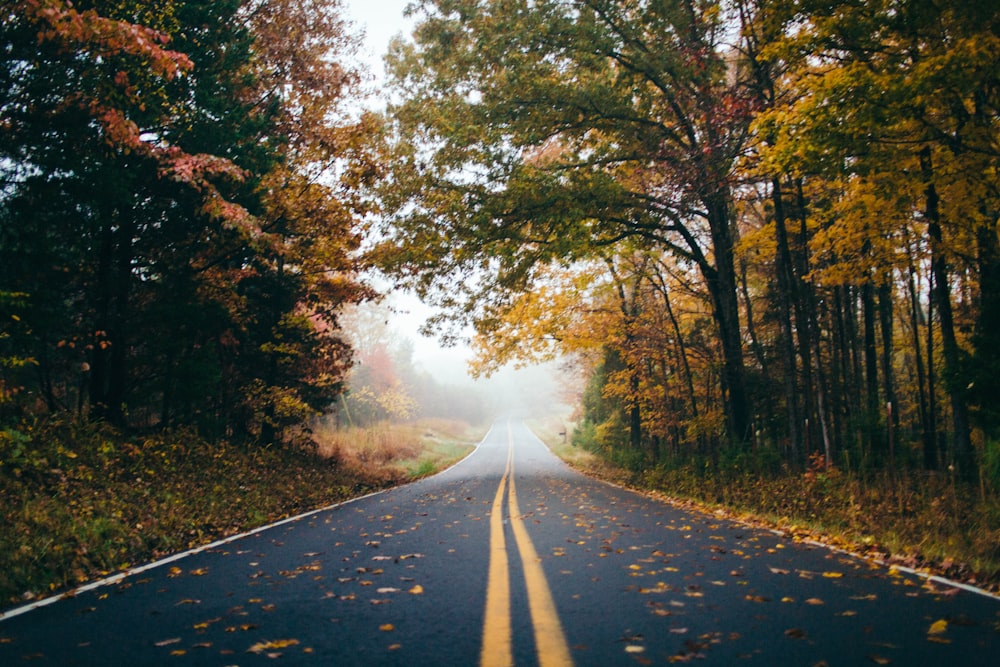 caminho da estrada e árvores durante o dia