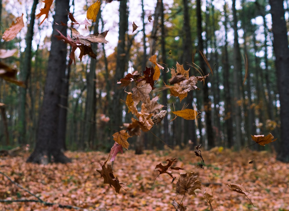 dried leaves falling from tree during daytime