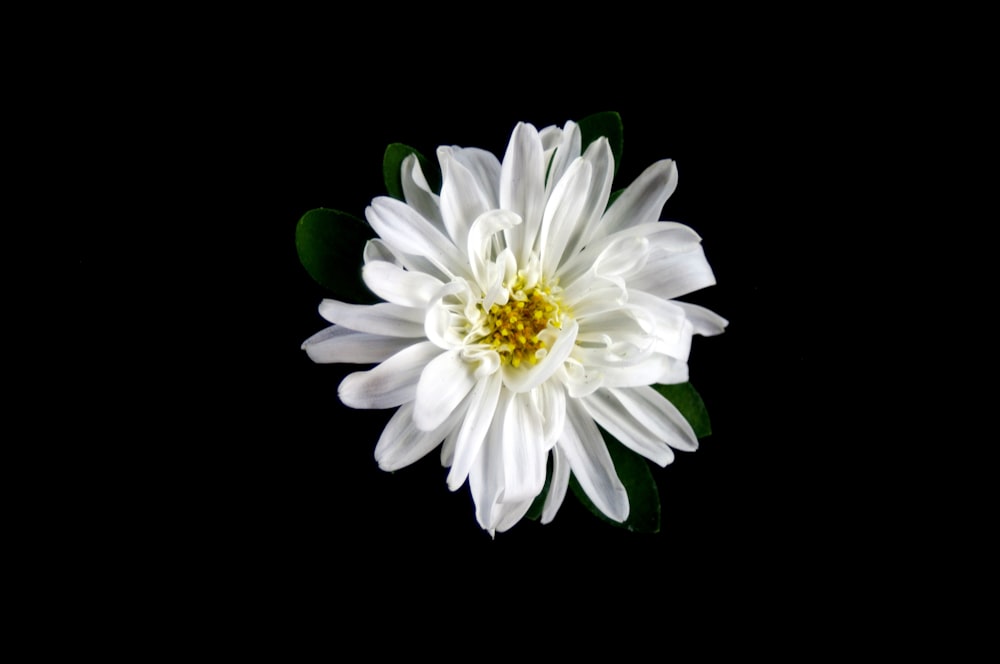 흰 꽃잎이 달린 꽃의 클로즈업 사진