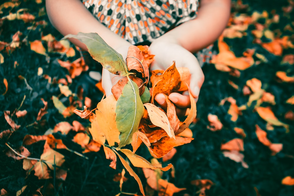 person holding leaves during daytime