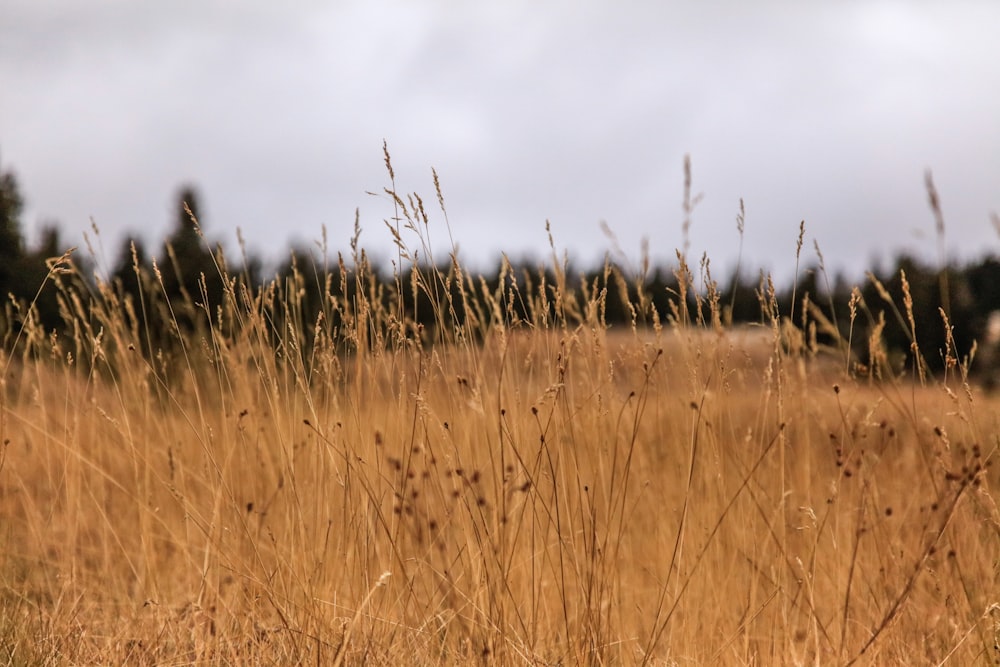 brown grass field during daytime