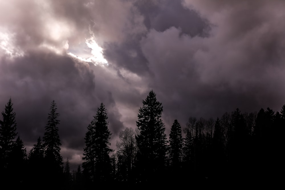 pine trees underneath cloudy weather