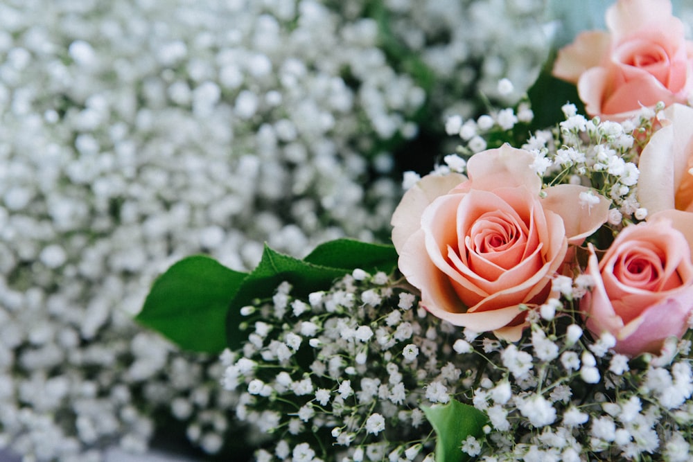 focus photo of pink flowers