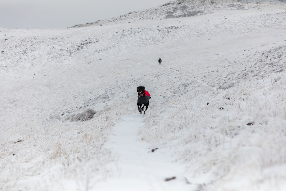 Schwarzer Hund, der im Winter auf offenem, schneebedecktem Feld läuft