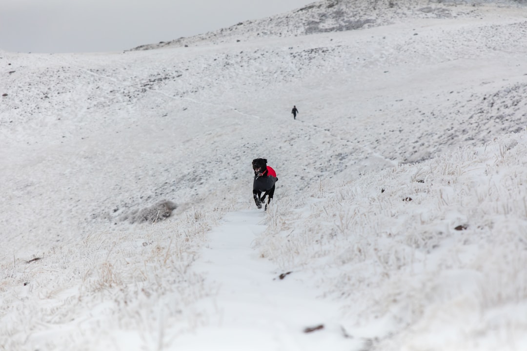 black dog running on open field covered with snow at winter