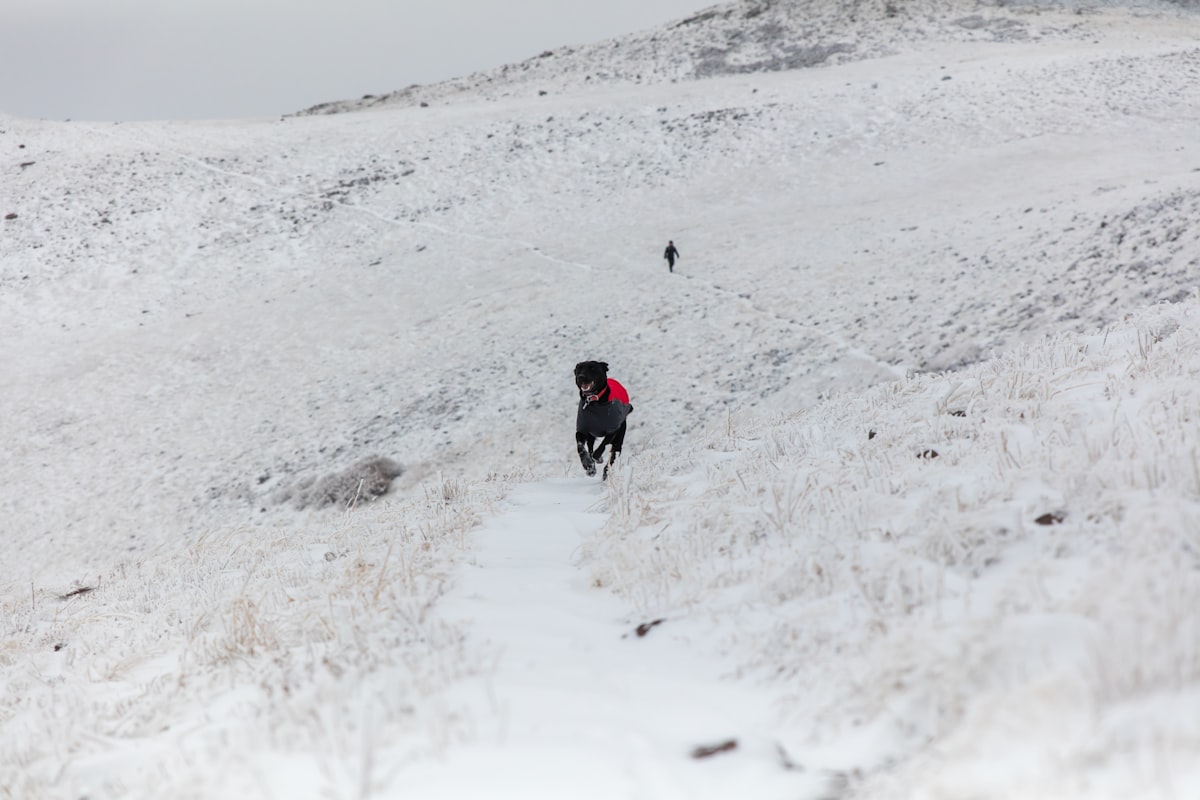 Black dog running through snowy open terrain