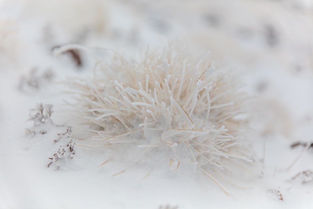 white dandelion in close up photography