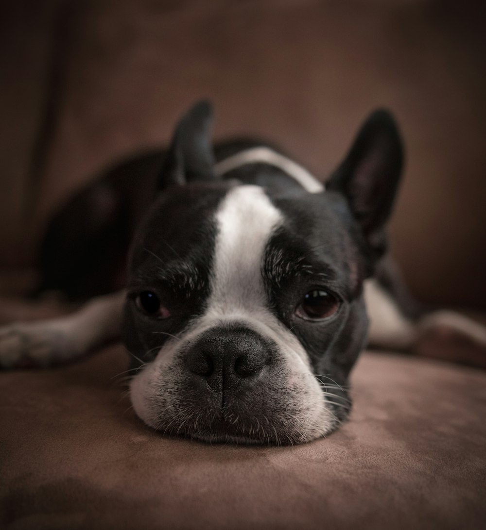 short-coated black and brown dog