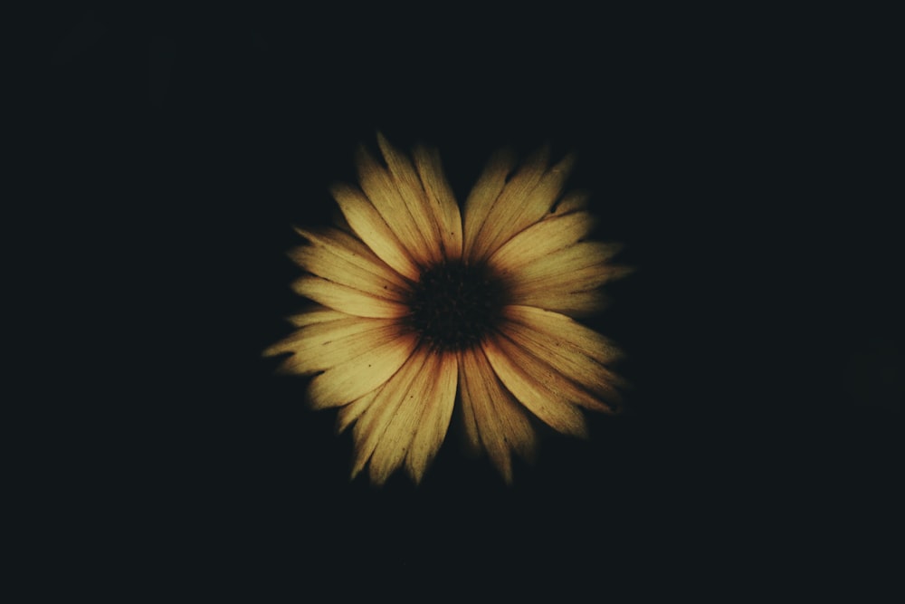 fiore giallo con sfondo nero