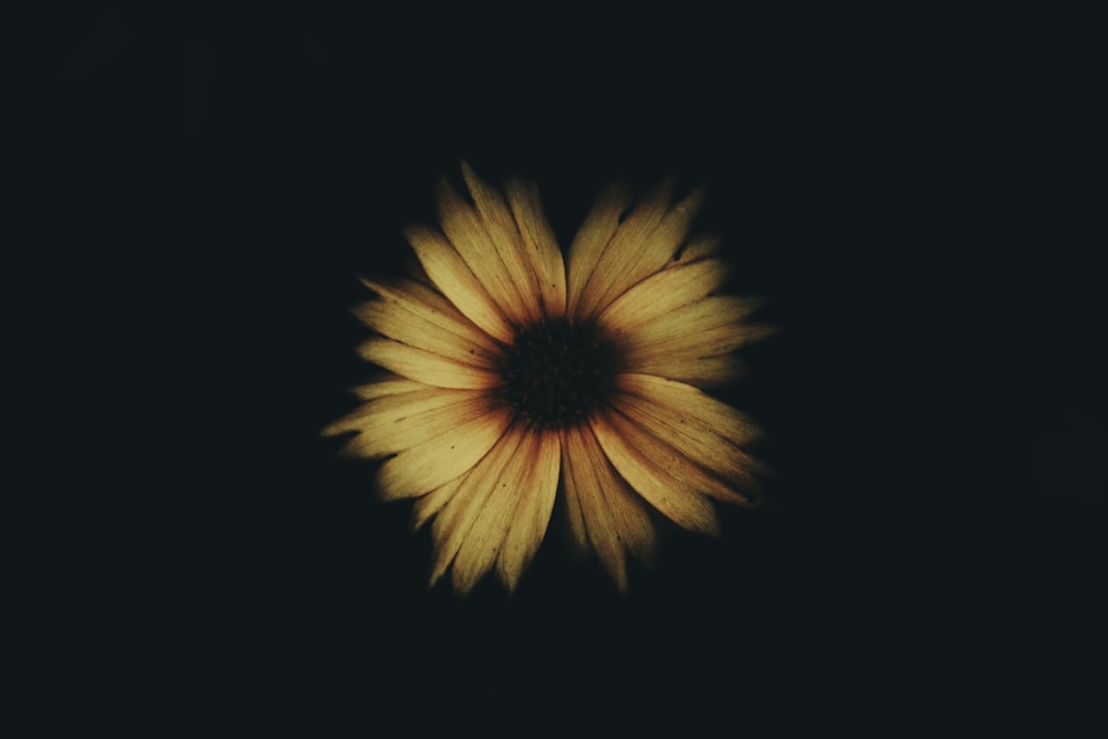 yellow flower with black background