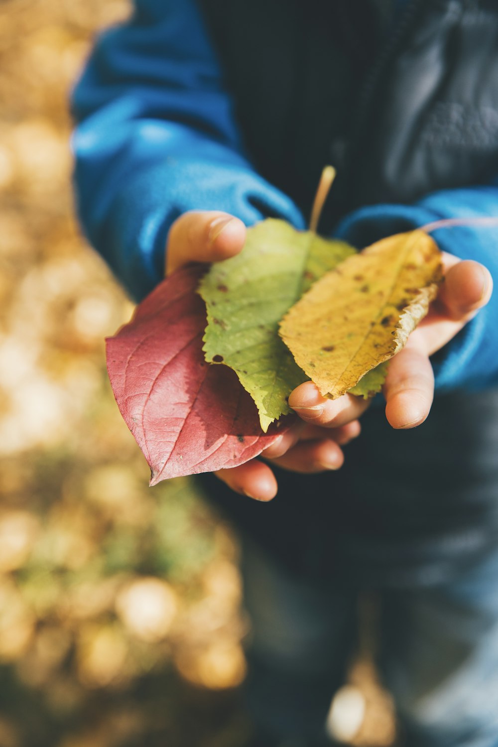 three green, yellow, and red leaves on person's hand