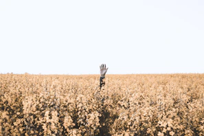 person's hand over brown floral field during daytime