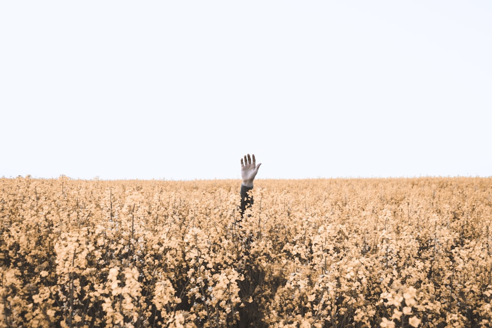 la mano de la persona sobre el campo floral marrón durante el día