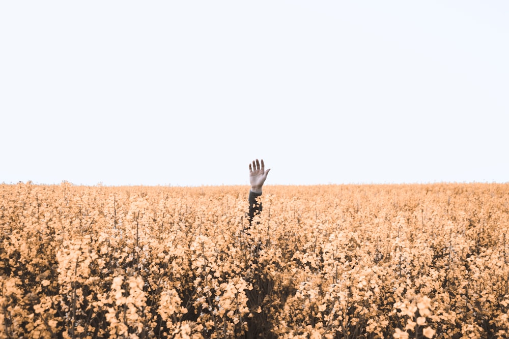 person's hand over brown floral field during daytime