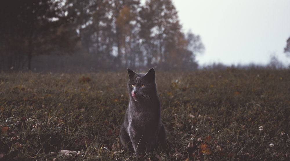 푸른 잔디에 앉아있는 회색 고양이의 선택적 초점 사진