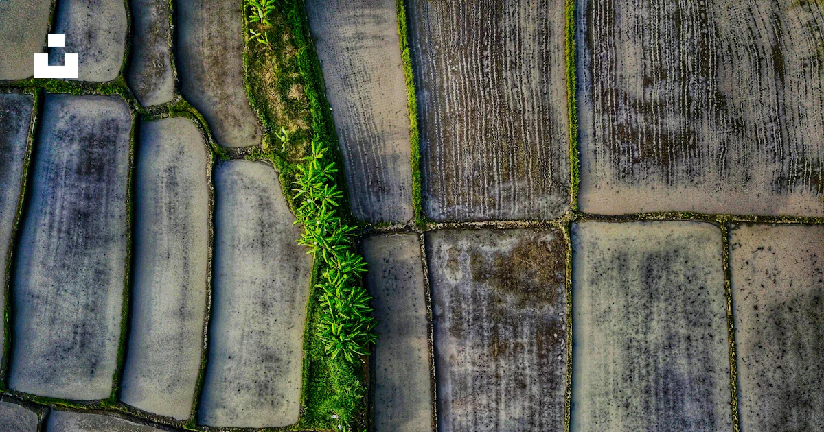 Empty Rice Fields Areal picture photography of empty rice field photo – Free Bali Image ...