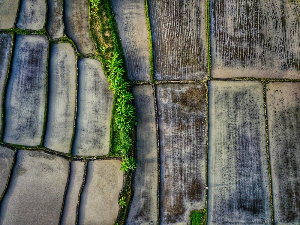 areal picture photography of empty rice field