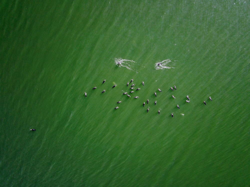 aerial photography of green sea