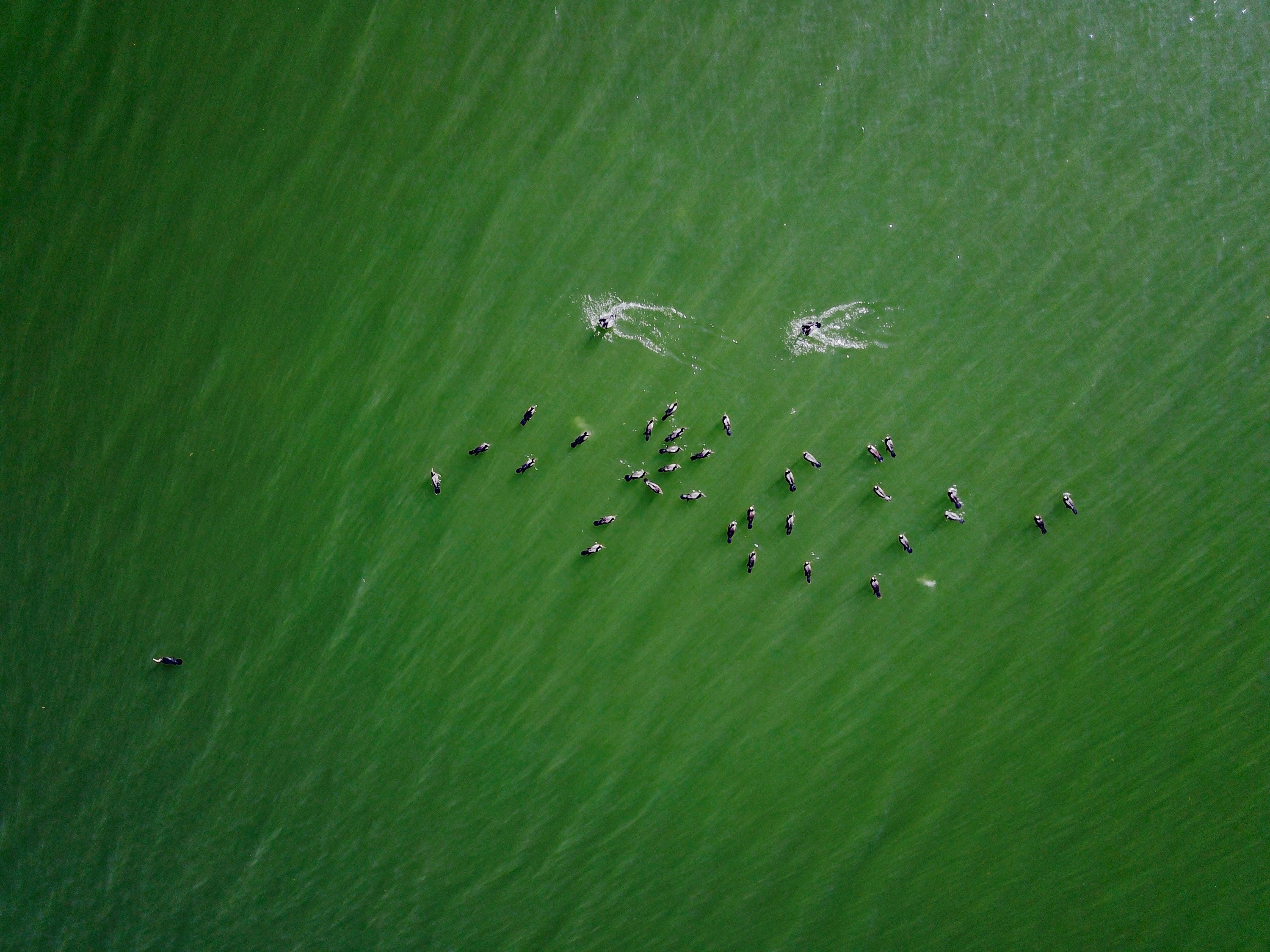 aerial photography of green sea