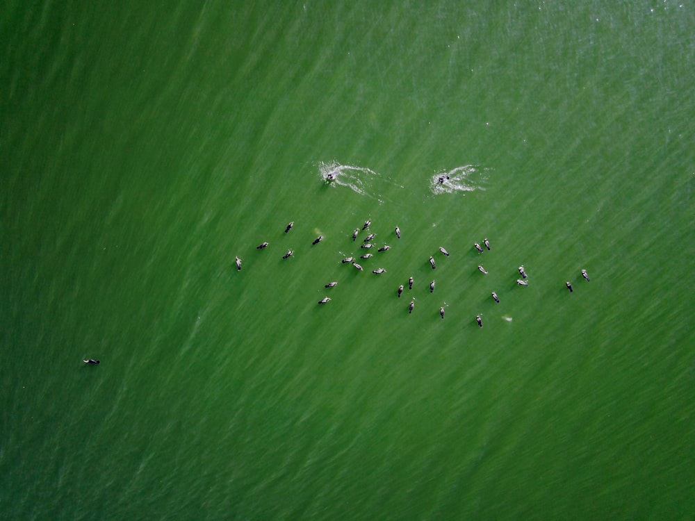 緑の海の航空写真