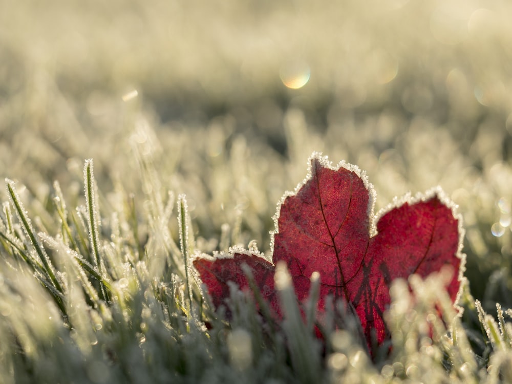 close up photo of red maple leaf on grass