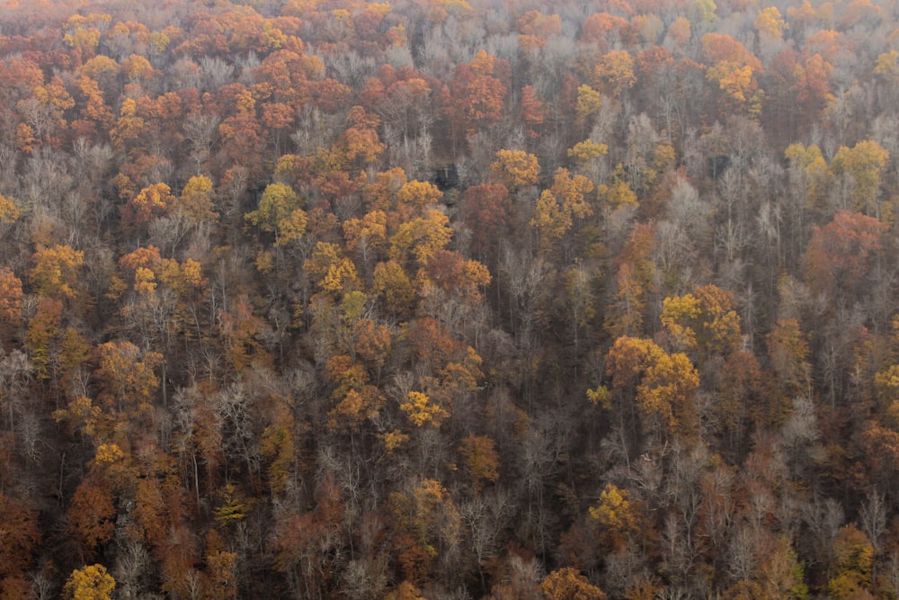 aerial view of trees