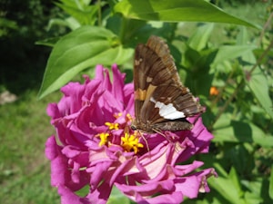 Mariposa Viva
