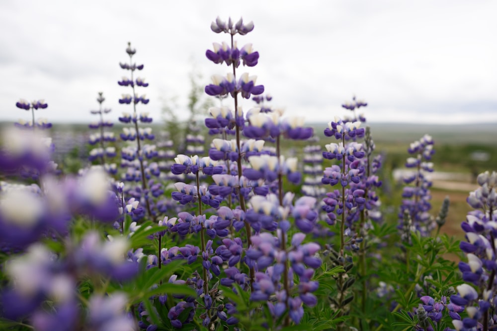 purple flower buds in tilt shift lens