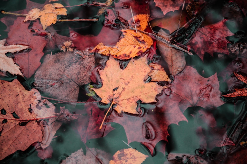 pile of maple leaves floating on water