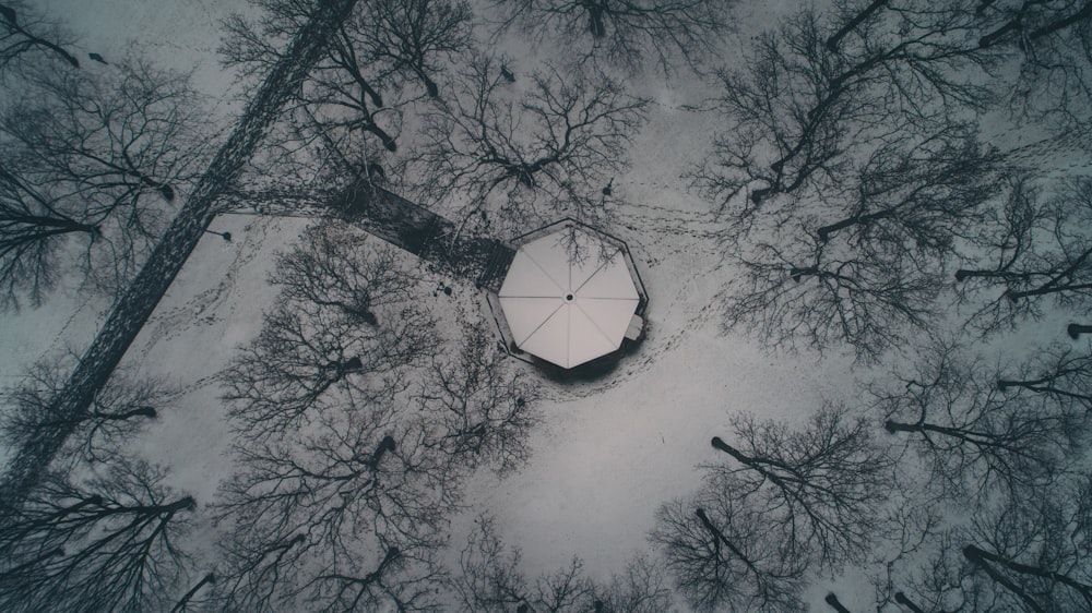 grayscale and low angle photo of bare trees painted ceiling and walls