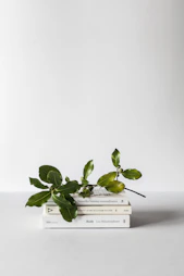 Formation en Kinésiologie et Coaching